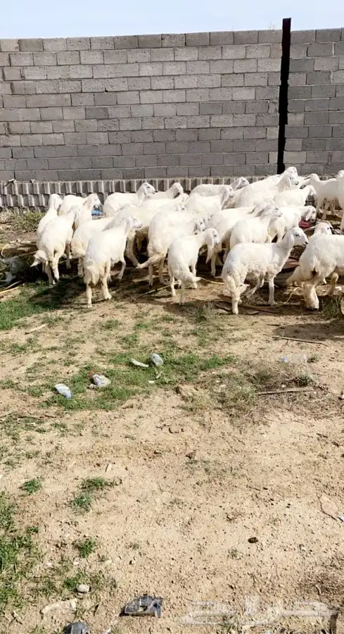 ذبايح خرفان حري من غنم شهران بجازان والخميس -السلخ والتوصيل 31