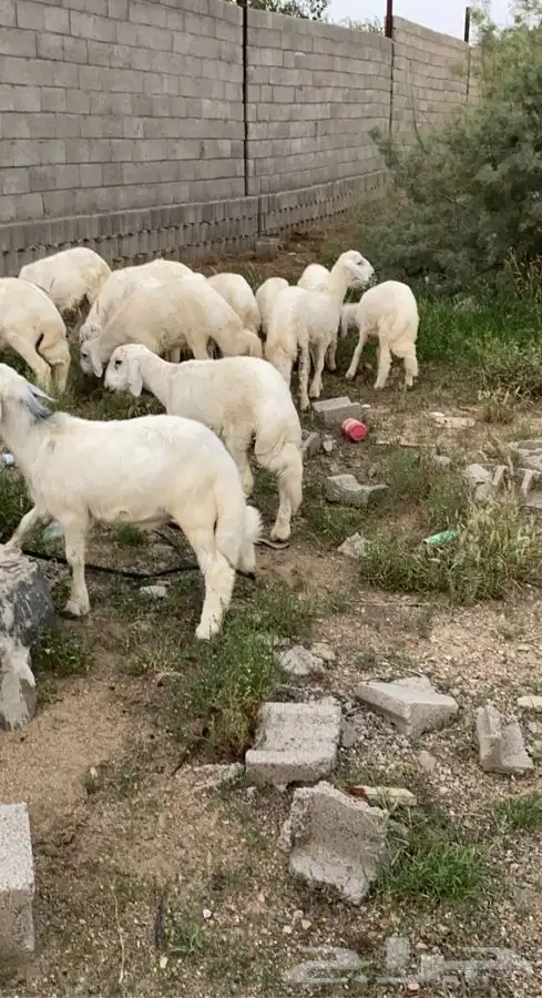 ذبايح خرفان حري من غنم شهران بجازان والخميس -السلخ والتوصيل 19