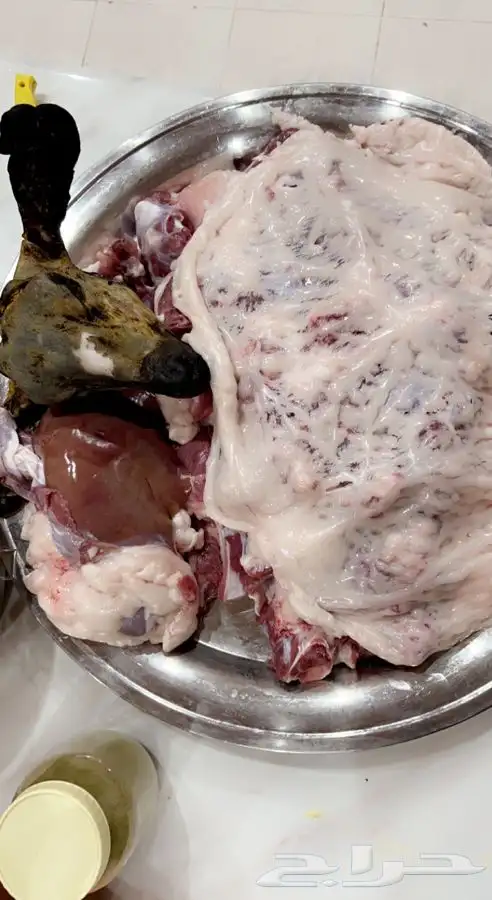 ذبايح خرفان حري من غنم شهران بجازان والخميس -السلخ والتوصيل 6