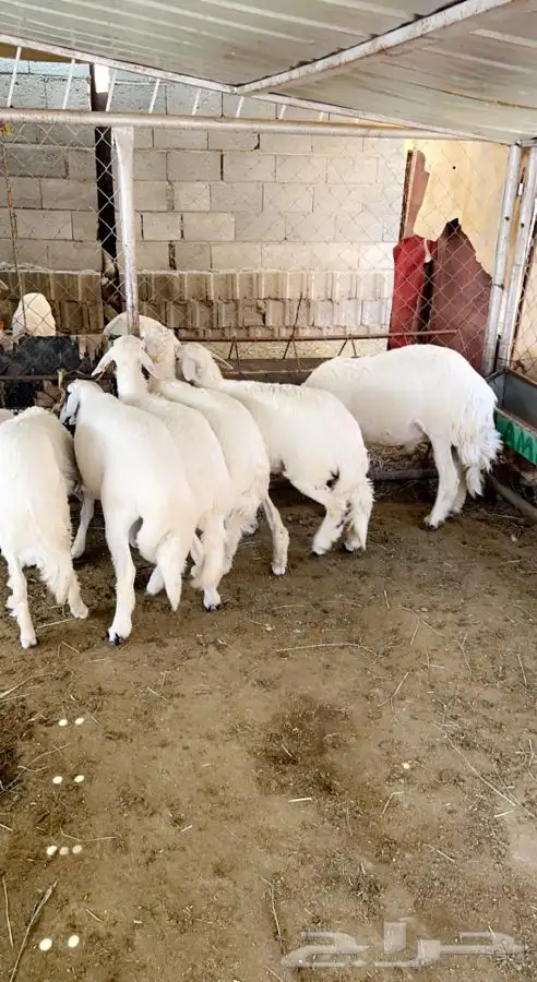 ذبايح خرفان حري من غنم شهران بجازان والخميس -السلخ والتوصيل 5