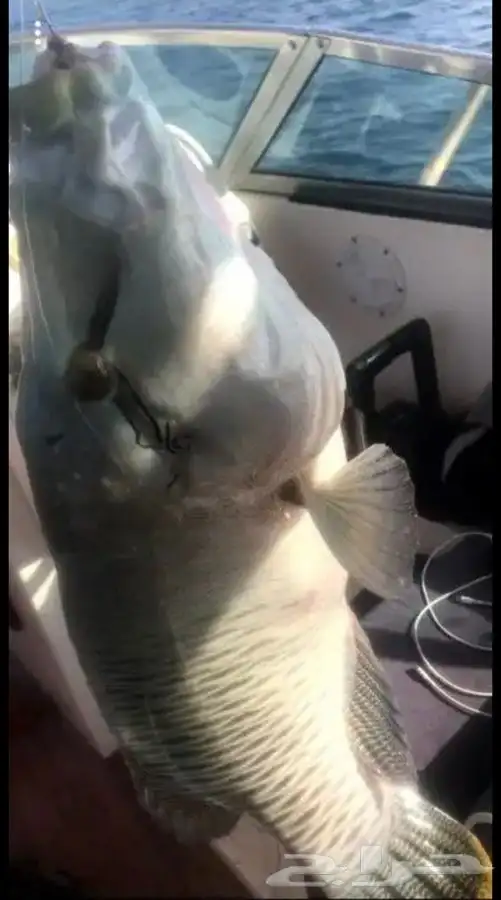 تعليم قيادة القوارب والابوات واليخوت البحرية 12