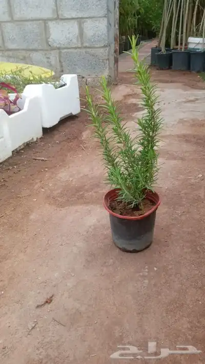 مشتل وتنسيق حدائق 0507622715 39