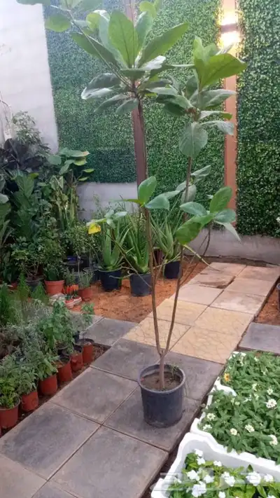 مشتل وتنسيق حدائق 0507622715 37