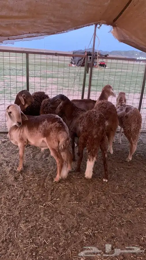 ذبيحتك تيوس محايلية وعوارض وبيشية وحريات وسواكني لباب بيتك 16