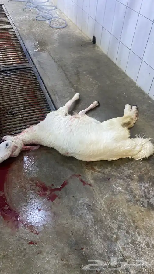 ذبايح خرفان حري من غنم شهران بجازان والخميس -السلخ والتوصيل 22