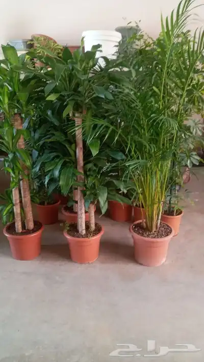 مشتل وتنسيق حدائق 0507622715 40