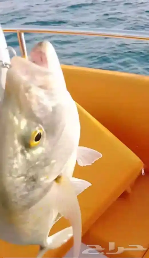 تعليم قيادة القوارب والابوات واليخوت البحرية 23