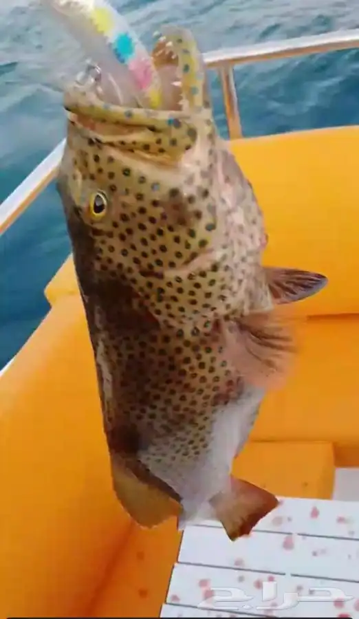 تعليم قيادة القوارب والابوات واليخوت البحرية 22