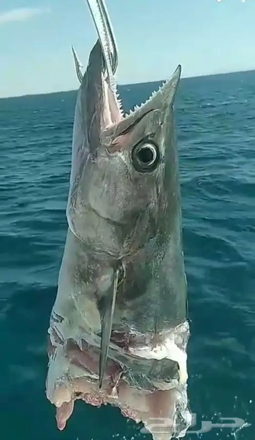 تعليم قيادة القوارب والابوات واليخوت البحرية 17