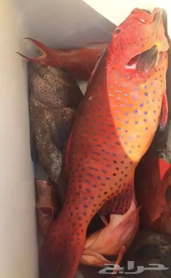 تعليم قيادة القوارب والابوات واليخوت البحرية 34