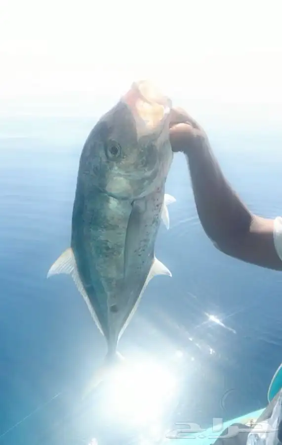 تعليم قيادة القوارب والابوات واليخوت البحرية 28