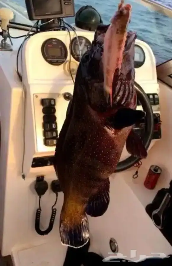 تعليم قيادة القوارب والابوات واليخوت البحرية 13