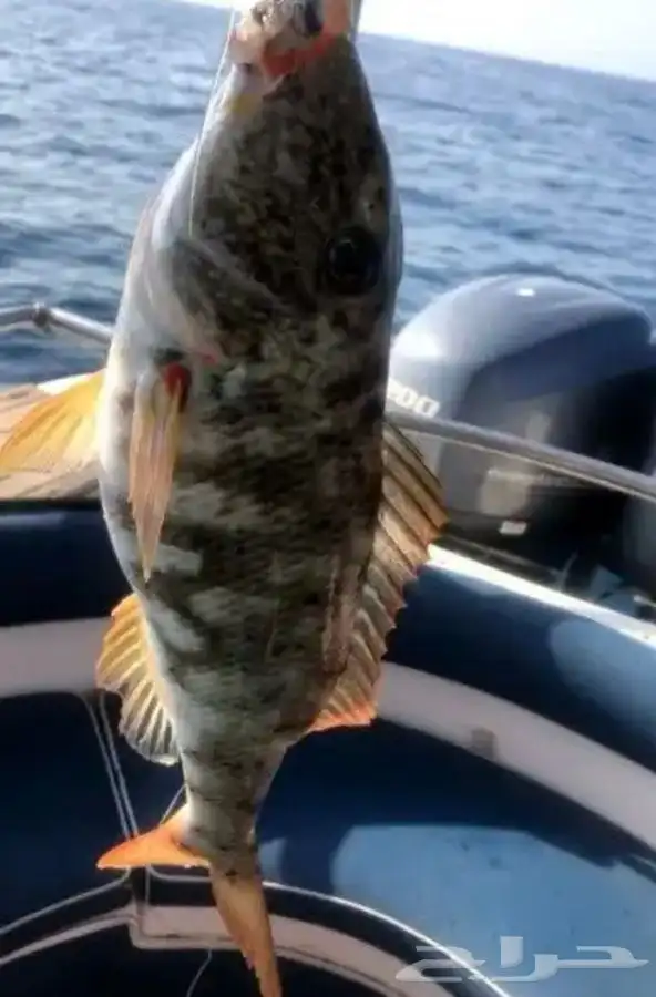 تعليم قيادة القوارب والابوات واليخوت البحرية 14