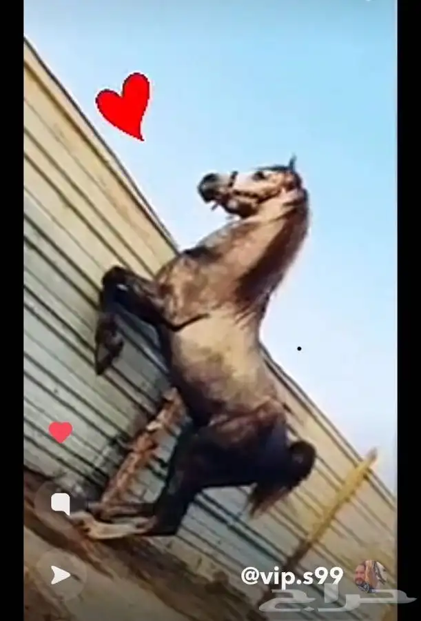 عسف وتعديل سلوك الخيل وتعليم التربيع وتقويس الرقبه والخطوه 0