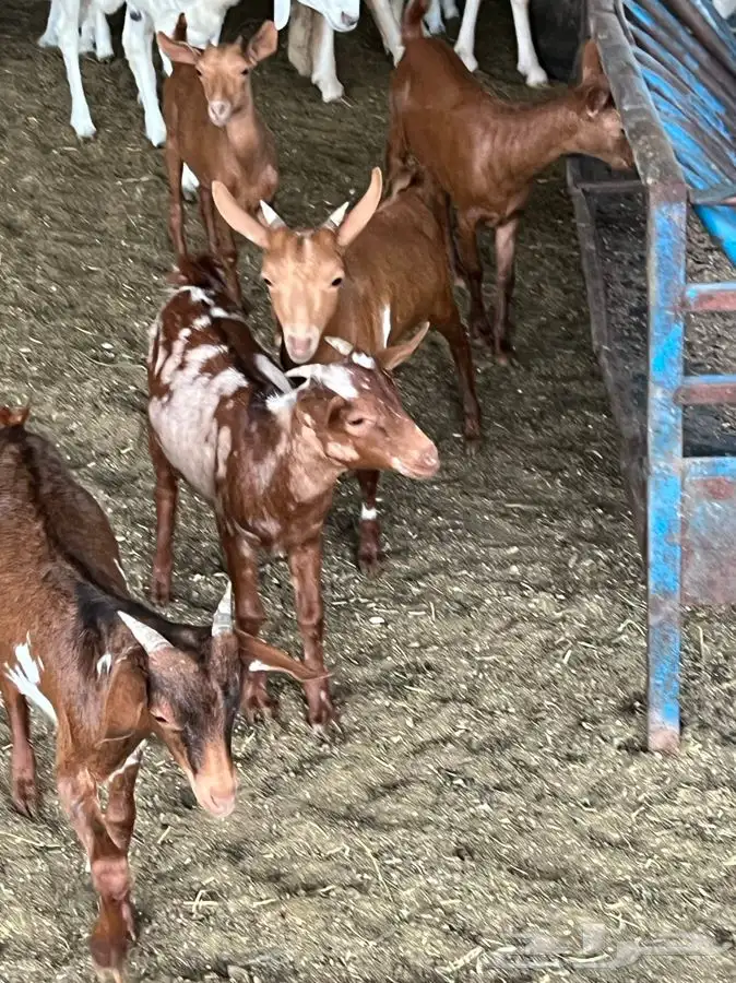 ذبيحتك لباب بيتك 24