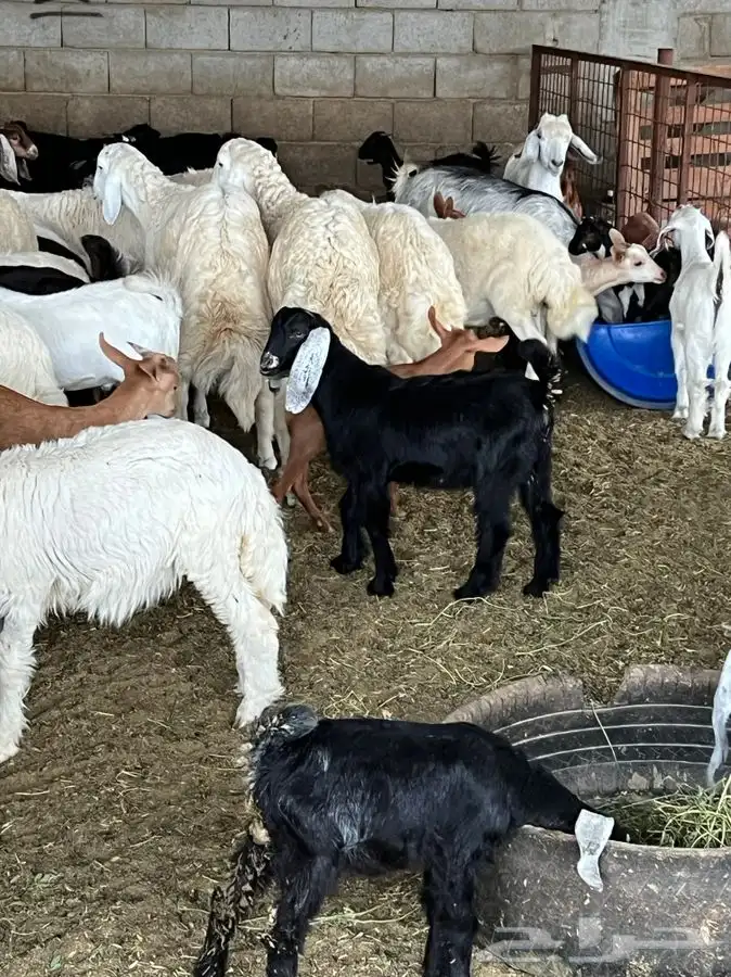 ذبيحتك لباب بيتك 26