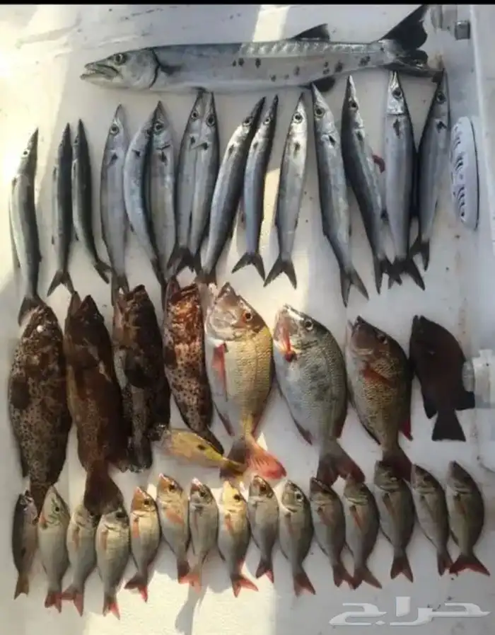 تعليم قيادة القوارب والابوات واليخوت البحرية 33