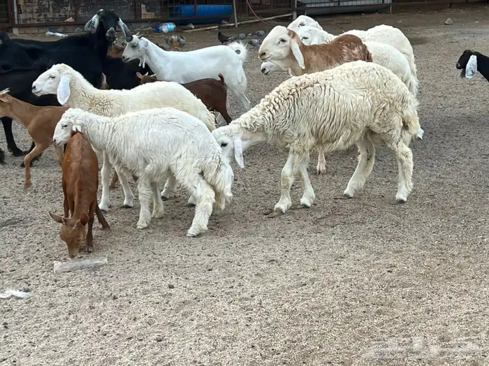 ذبيحتك لباب بيتك 12