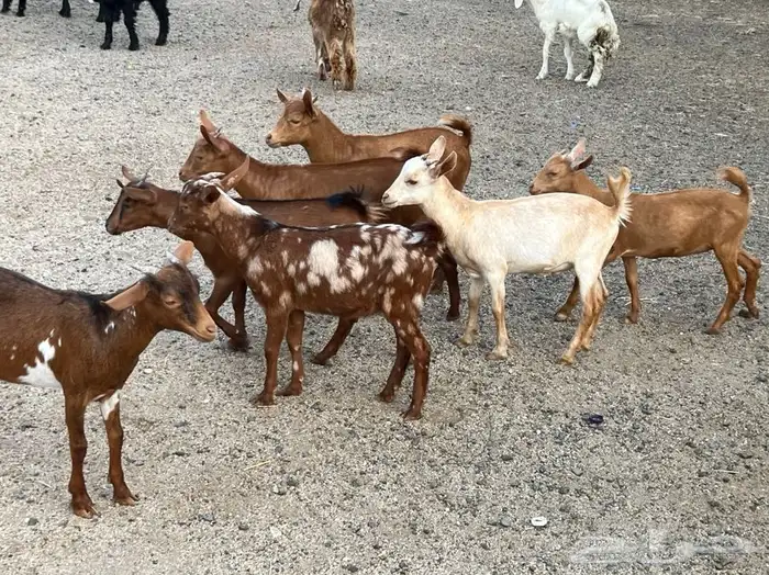 ذبيحتك لباب بيتك 4