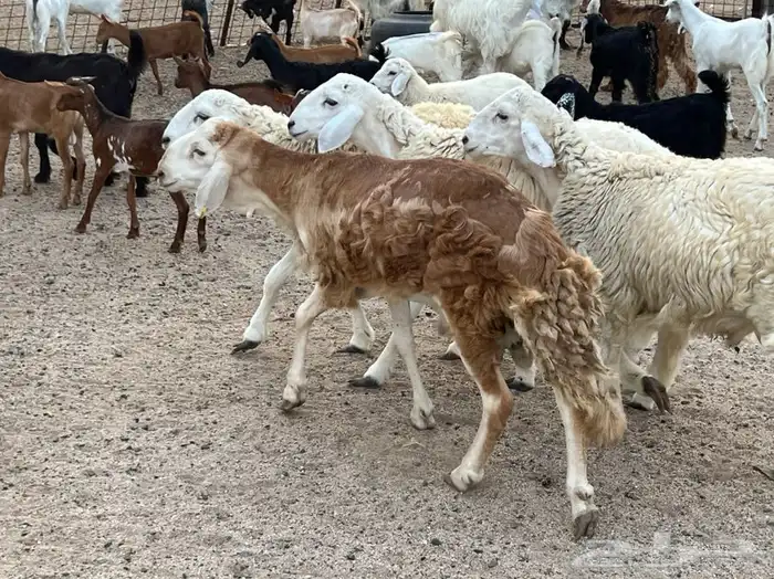 ذبيحتك لباب بيتك 10