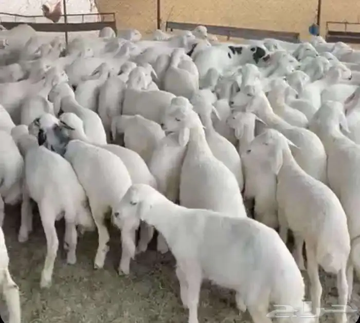 ذبايح خرفان حري من غنم شهران بجازان والخميس -السلخ والتوصيل 1