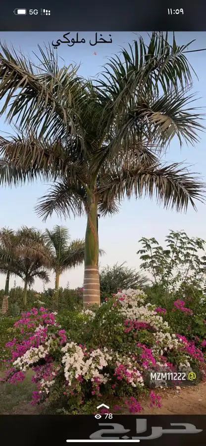 مشاتل التكامل الخضراء الزراعيه 0533351329 1
