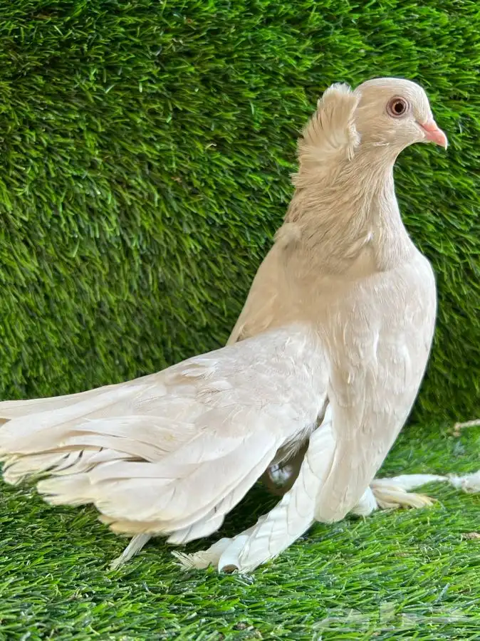 (تم البيع ) ليمون الواضح ذكر كرنقو 3