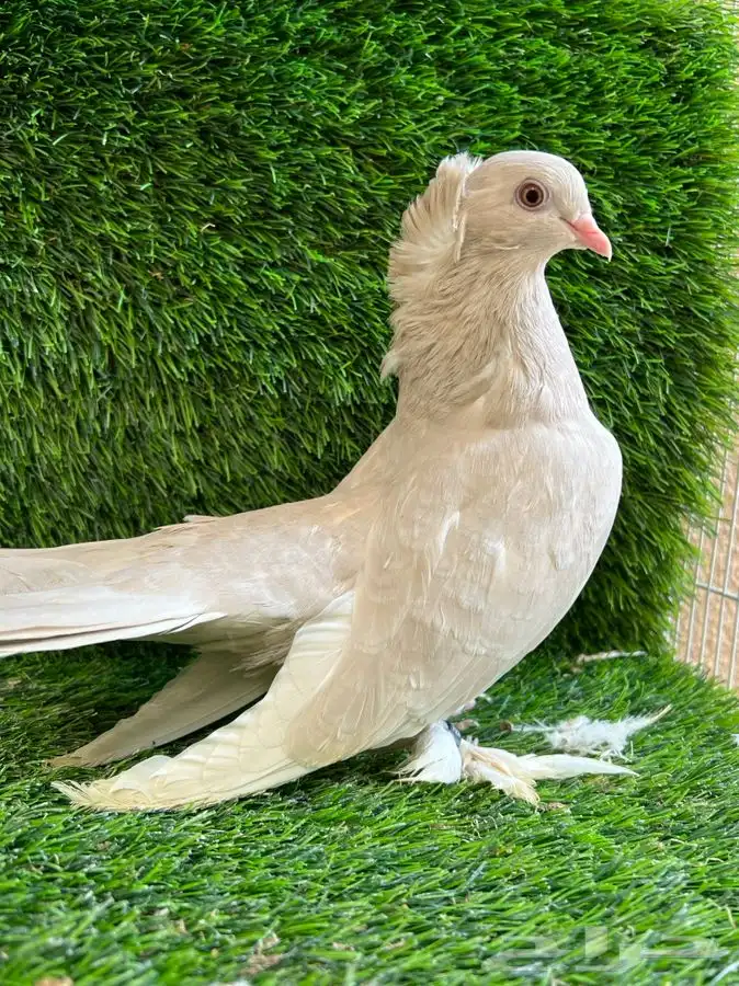 (تم البيع ) ليمون الواضح ذكر كرنقو 2