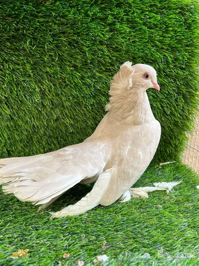 (تم البيع ) ليمون الواضح ذكر كرنقو 1