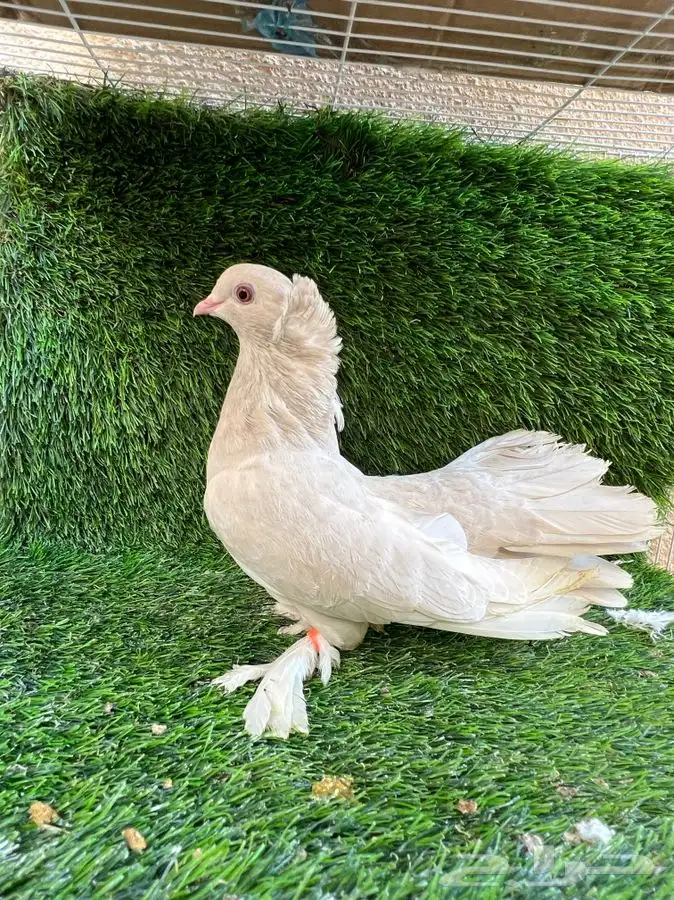 (تم البيع ) ليمون الواضح ذكر كرنقو 0