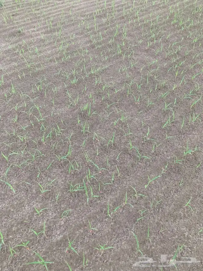 بذارة بذر برسيم بونيكام بلوبنك حب قصب 1