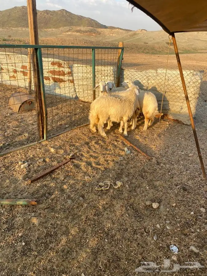 الشميسي البوابه 0
