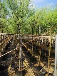 اشجار السلم جميع المقاسات شجرة سلم 0