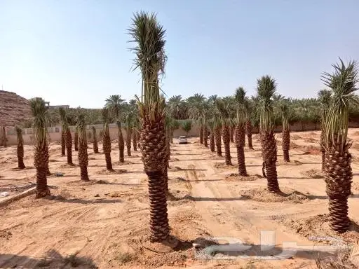 تنفيذ وزراعة الحدائق والمزارع landscape 10