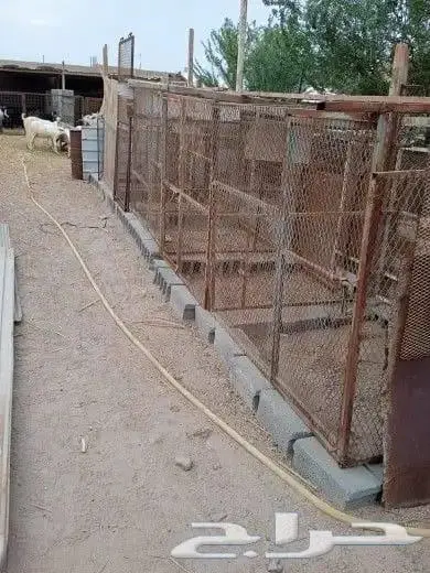 مجموعة شبوك للبيع 5