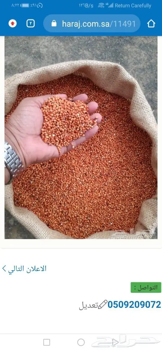 ذره حب جيزانيه حمراء بلدي 1