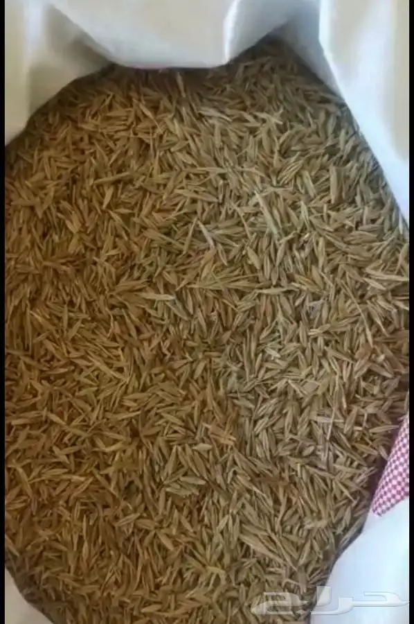 سويقه شغل بيت  يوجد شعير سويقه مطبوخه جديد للبيع 2