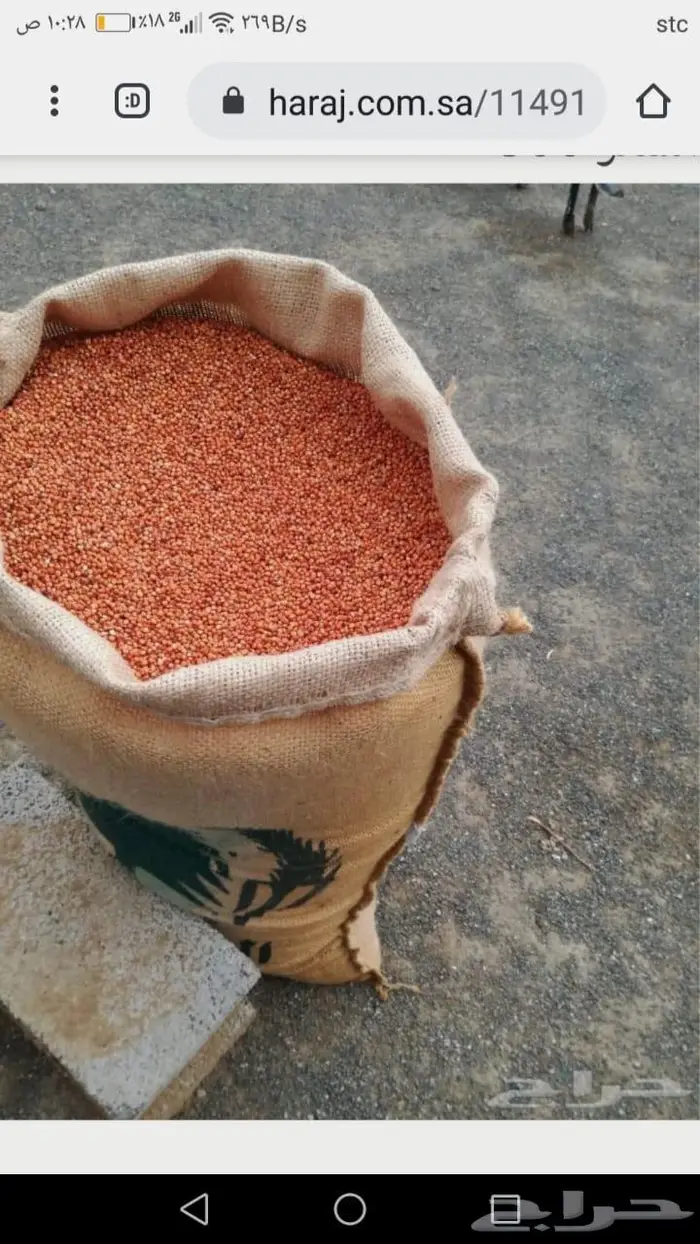 ذره حب جيزانيه حمراء بلدي 0