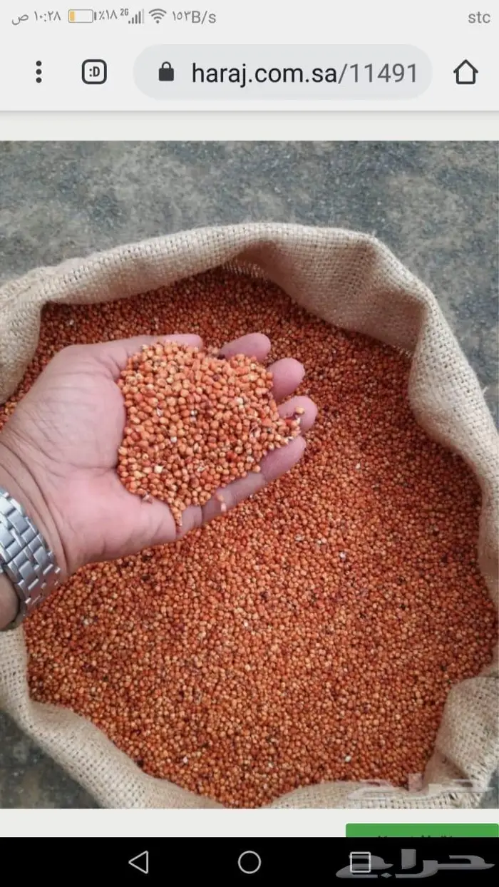 ذره حب جيزانيه حمراء بلدي 2