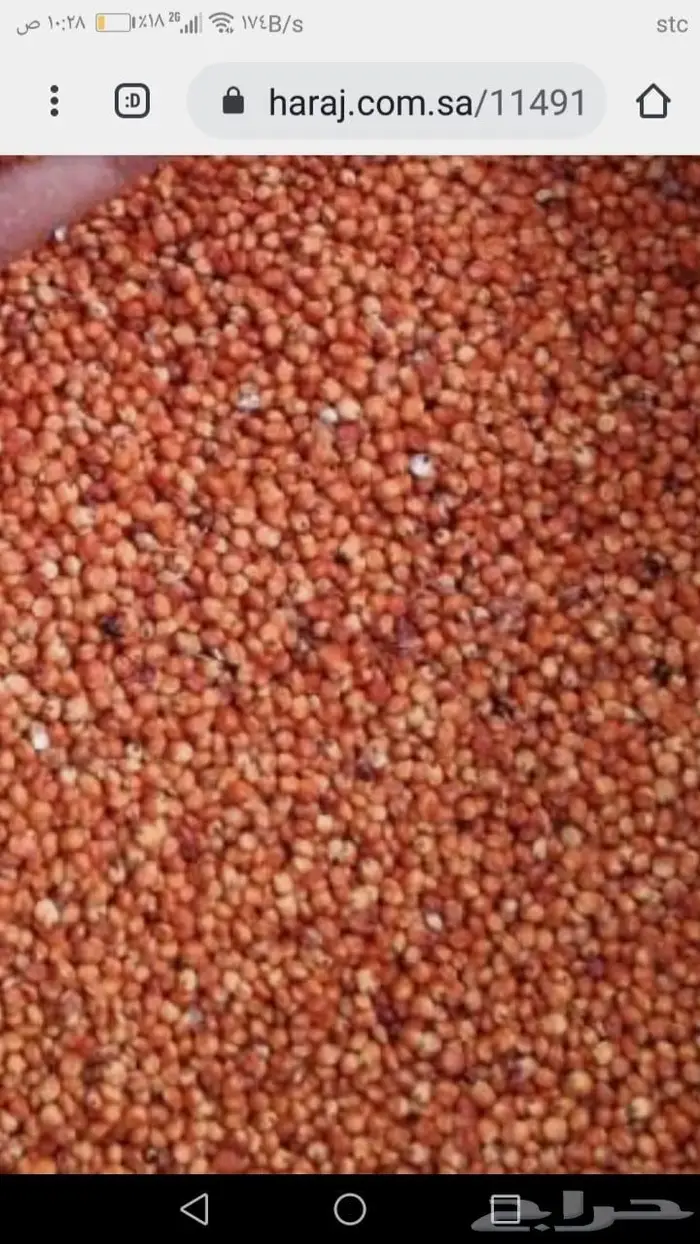 ذره حب جيزانيه حمراء بلدي 3