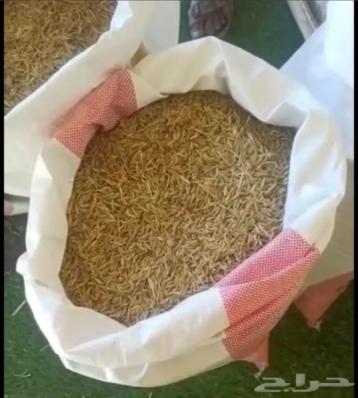 سويقه شغل بيت  يوجد شعير سويقه مطبوخه جديد للبيع 1