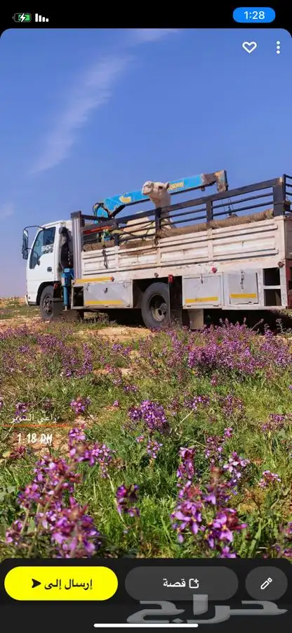 دنا هدروليك لنقل الابل 1