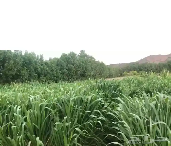 شتلات بونيكام كبييير اسباني شامل التوصيل 0