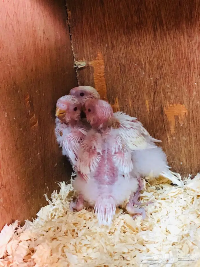 جوزين طيور حب هولندي البينو اينو 1