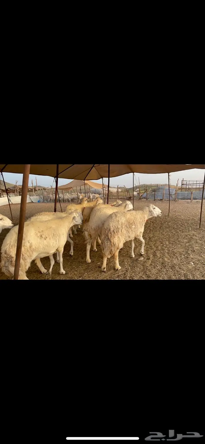 غنم حرية جرروم صنف وبره 45 1