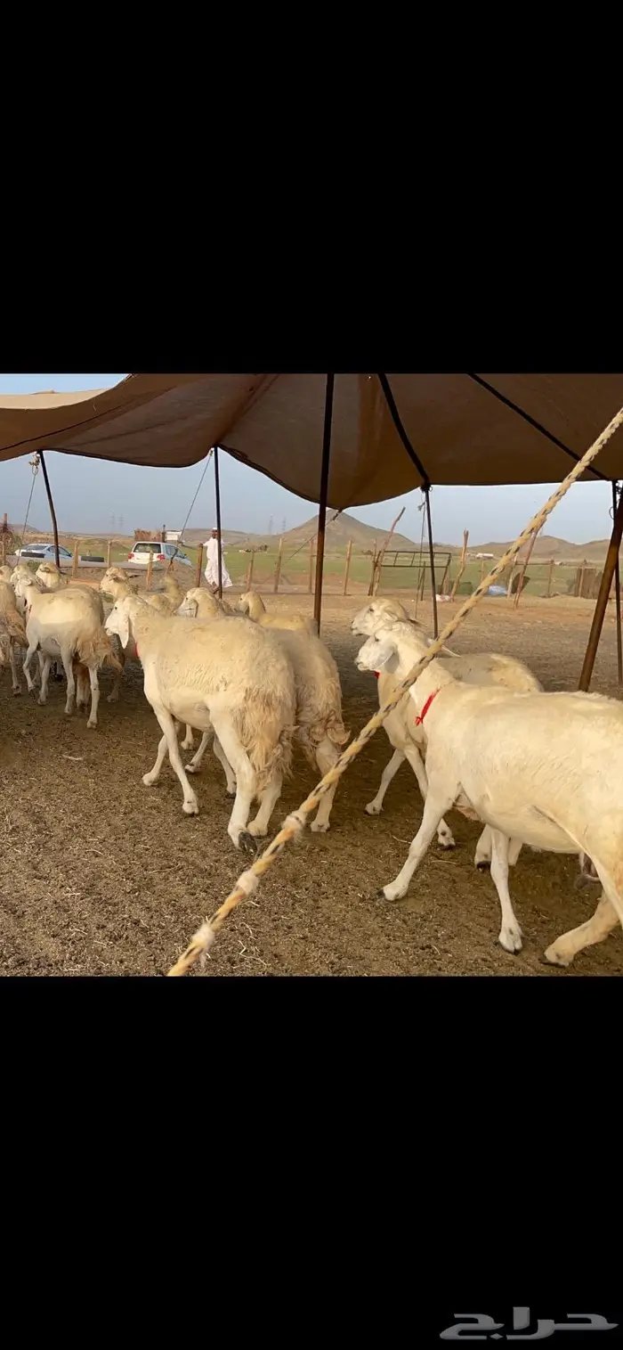 غنم حرية جرروم صنف وبره 45 2