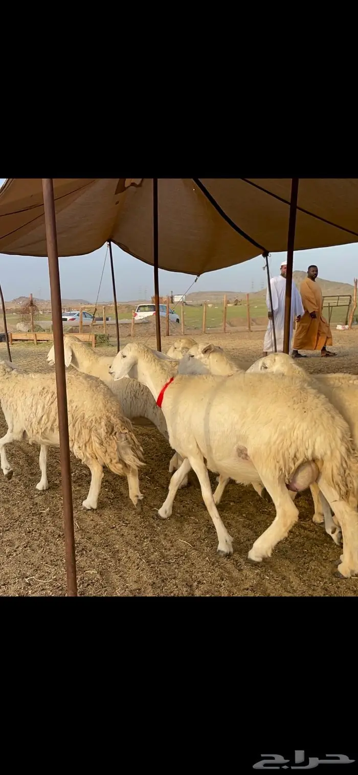 غنم حرية جرروم صنف وبره 45 3