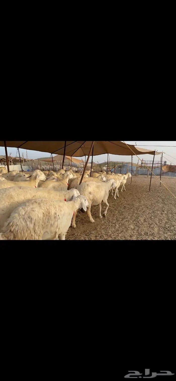 غنم حرية جرروم صنف وبره 45 4