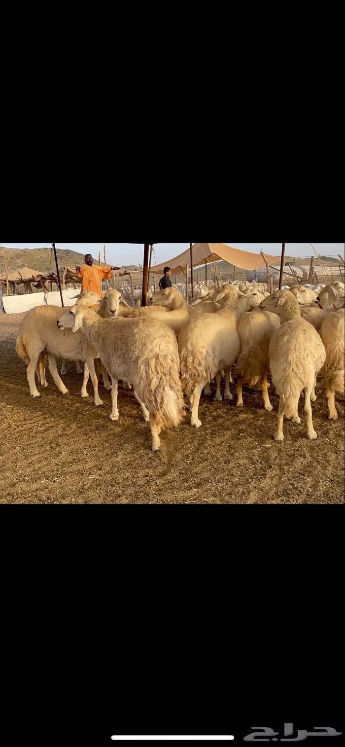 غنم حرية جرروم صنف وبره 45 5