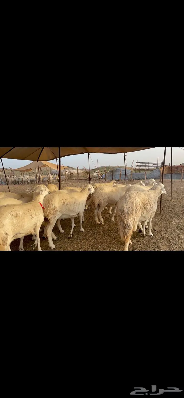 غنم حرية جرروم صنف وبره 45 6